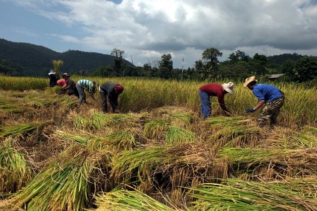 How Thailand's Economy is Recovering Through Agriculture and Rice Production