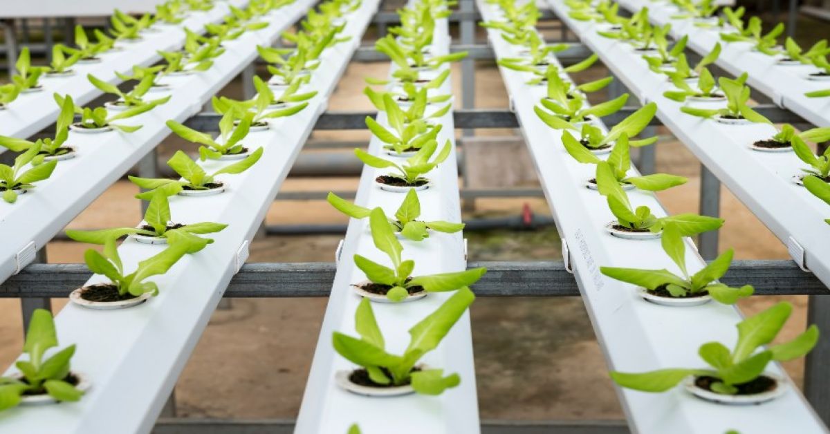 An Overview of Hydroponic Innovations in the Global Market